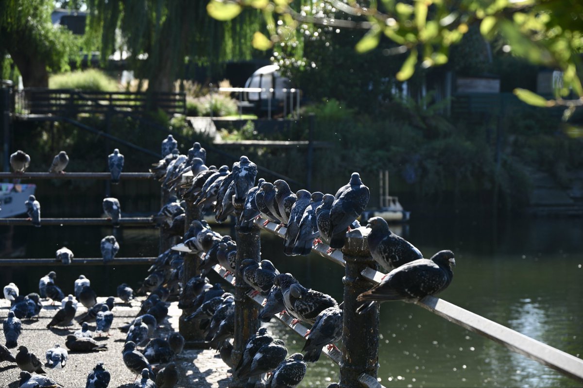 adamclittle's tweet photo. This leading lines thing is quite fun, isn’t it? A few pigeons hanging around #Twickenham riverside earlier this year. #Birds #BirdsofX #BirdsofTwitter #pigeons https://t.co/1OIAOQy2ly