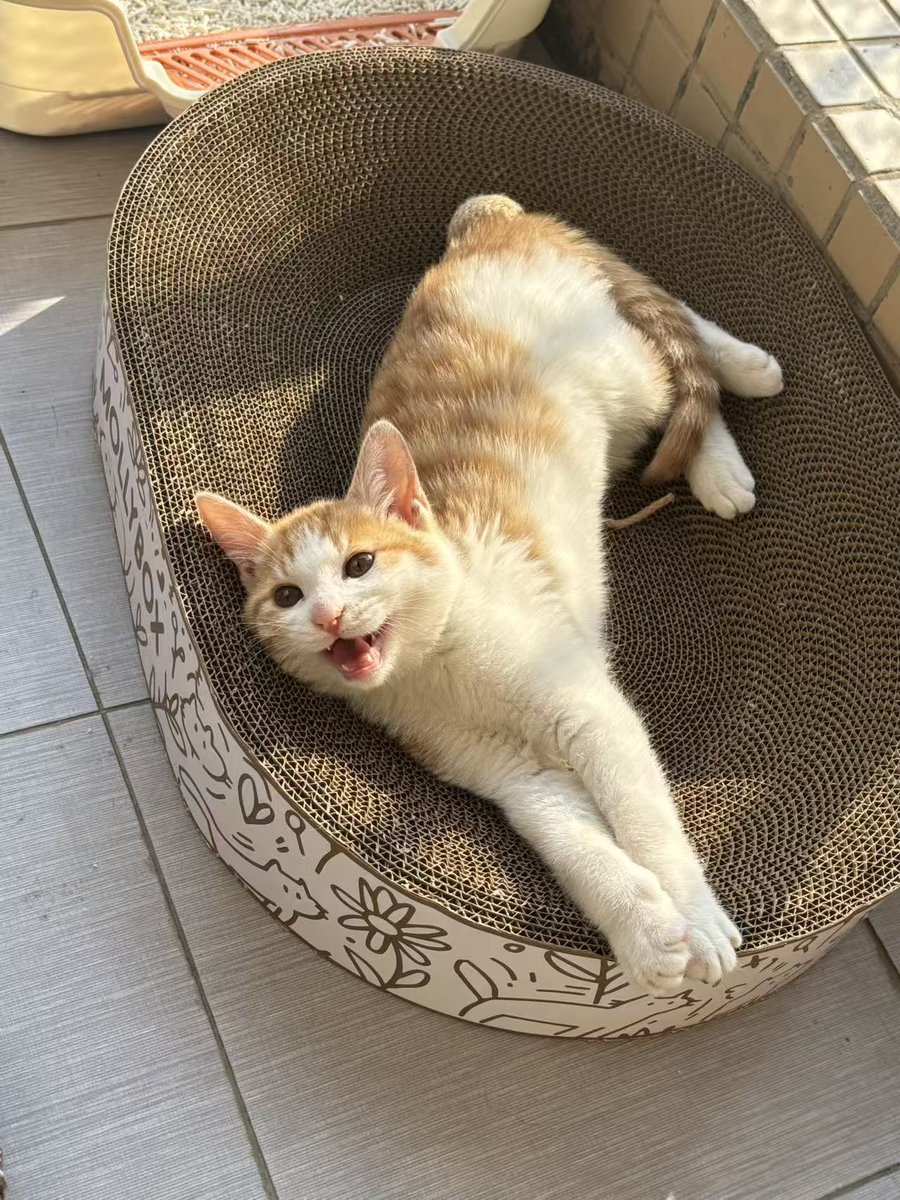 Frank_SCU's tweet photo. @baluloveacc You are so pathetic living in your ignorance. But as a cat lover, I can still show you how cute my cat is. https://t.co/Zwv1YmUR3W