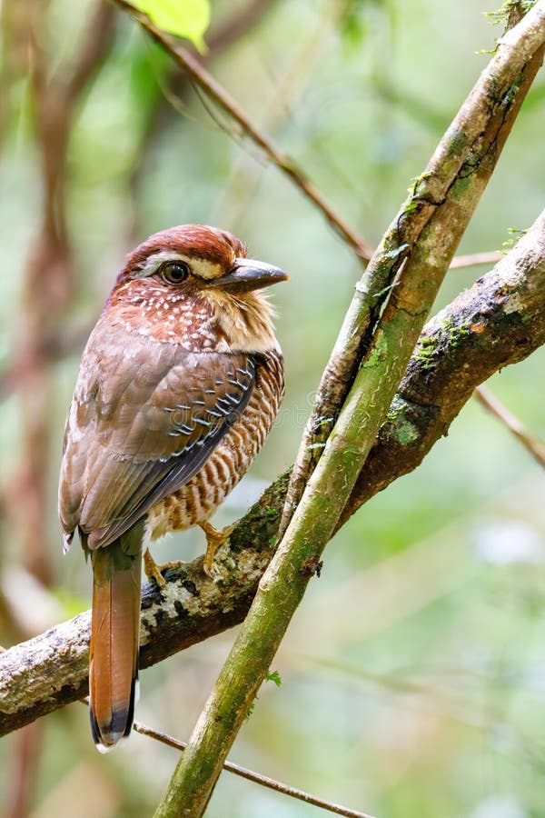 SchmittJeanTho1's tweet photo. Brachyptérolle leptosome / Short-legged Ground-Roller / Brachypteracias leptosomus 
( Madagascar ) https://t.co/Txete0ntwj