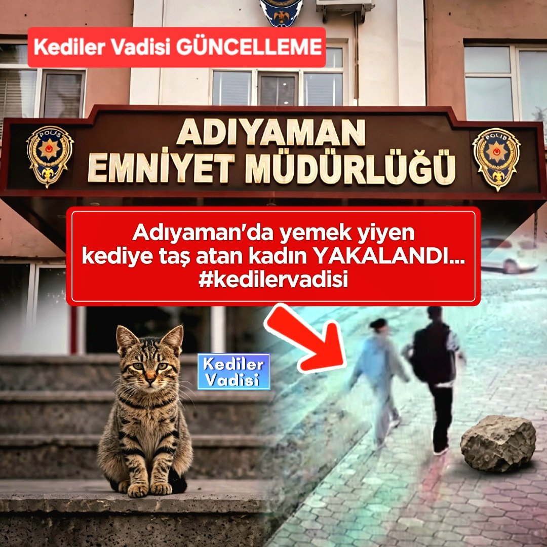 kedilervadisi's tweet photo. Güncelleme YAKALANDI. Adıyaman'da yemek yiyen çöp kovası altındaki kediye taş atmıştı... Olay sonrası Adıyaman İl Emniyet Müdürlüğü’ne bağlı polis ekipleri harekete geçti. Polis ekiplerince yapılan çalışmalar neticesinde S.O. isimli şahsın adresi tespit edilerek yakalandı. Gözaltına alınan kadın, emniyette tamamlanan işlemlerinin ardından Adıyaman Adliyesi’ne sevk edildi.