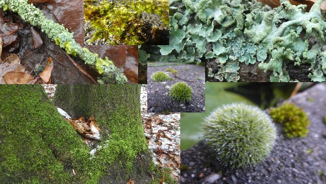 dvanduuren1's tweet photo. Fot_O_ktober Photo Challenge

from: @jolandabrwr

Today's Choice:
- little Mat Moss -

#Fot_O_ktober #MosMatje #PhotoChallenge #Moss #dag25 #day25 #fun #inspirational #AutumnVibes #GardenBeauty #FOREST #korstmos #green https://t.co/hVQYjQiqot