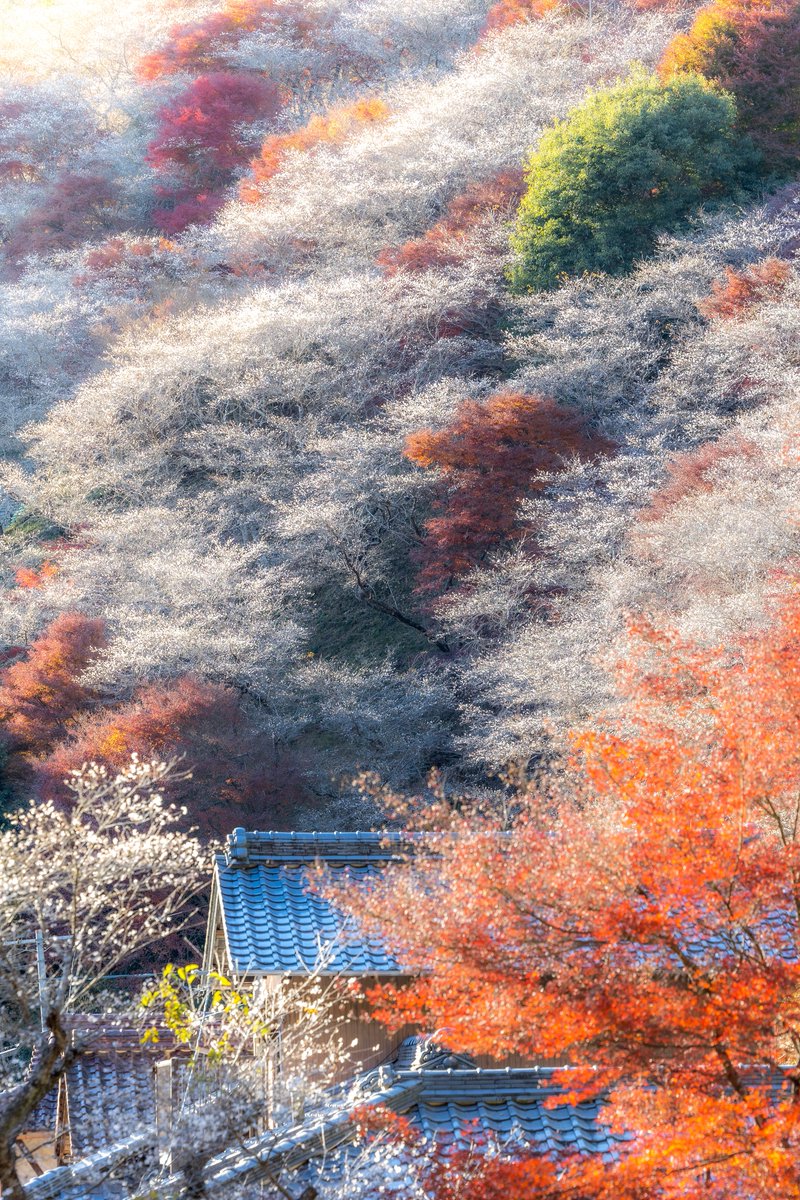 yuya0240's tweet photo. 愛知県では桜と紅葉の共演が楽しめます https://t.co/Wy8diu6Hyn