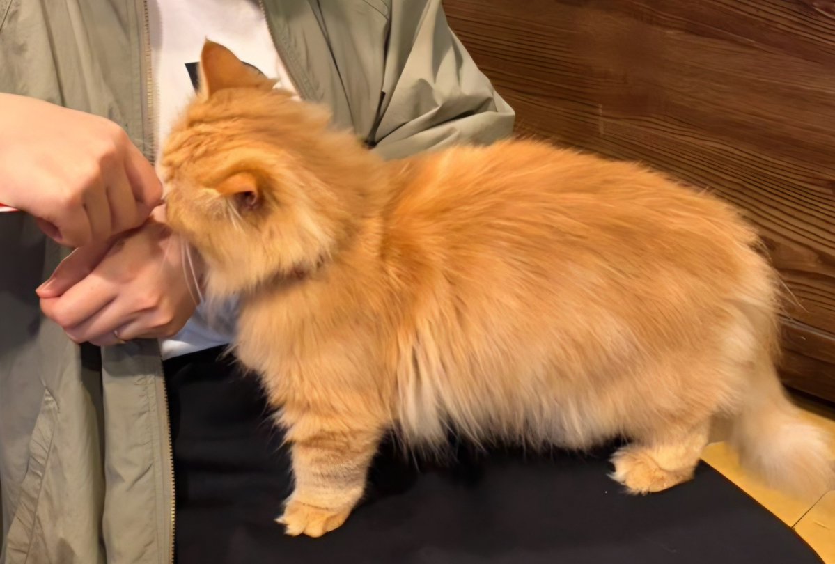hal_coco's tweet photo. ﾈｺﾁｬﾝがお膝に乗ってきたときは足の甲が砕けようが水平に保たなければならないという掟を守りつつ歓喜する私(ちゅーるの力) https://t.co/dfuMYNu1BD