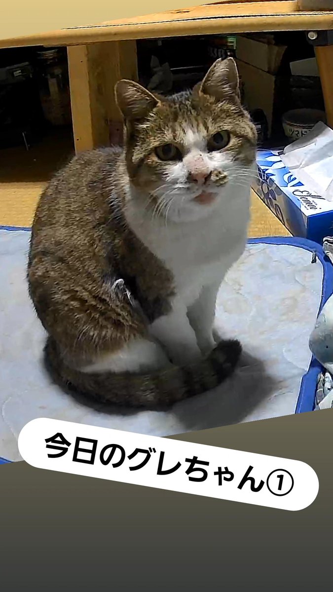 m4XrZlaOaDHL5Ss's tweet photo. こんばんはぁ
昨日・今日のグレちゃんです🐱
雨の中、近所の猫と会議して先程お戻りです。
わたしは明日から舞台収録なんでグレちゃんを構えません。ごめんね💦
ご飯は大丈夫😊

#ねこ
＃ぐれちゃん https://t.co/ysIao4N8QK