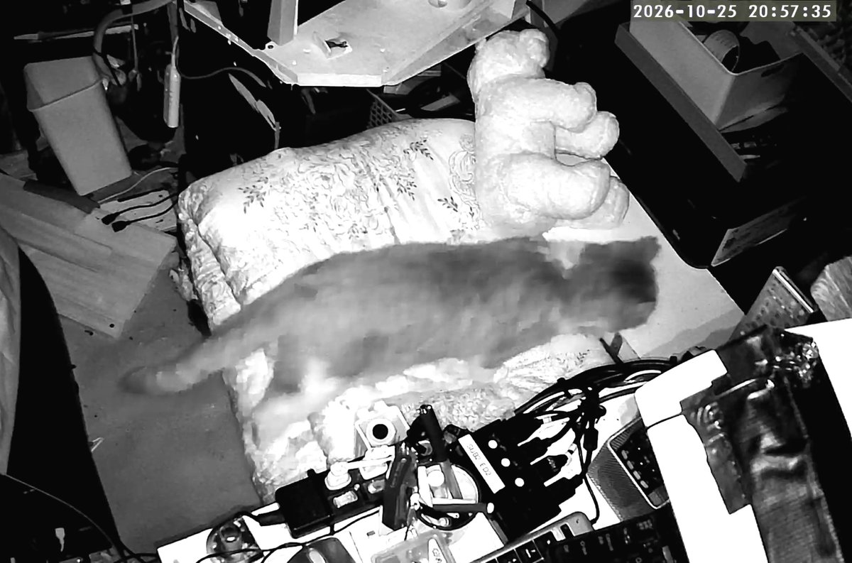 m4XrZlaOaDHL5Ss's tweet photo. こんばんはぁ
昨日・今日のグレちゃんです🐱
雨の中、近所の猫と会議して先程お戻りです。
わたしは明日から舞台収録なんでグレちゃんを構えません。ごめんね💦
ご飯は大丈夫😊

#ねこ
＃ぐれちゃん https://t.co/ysIao4N8QK