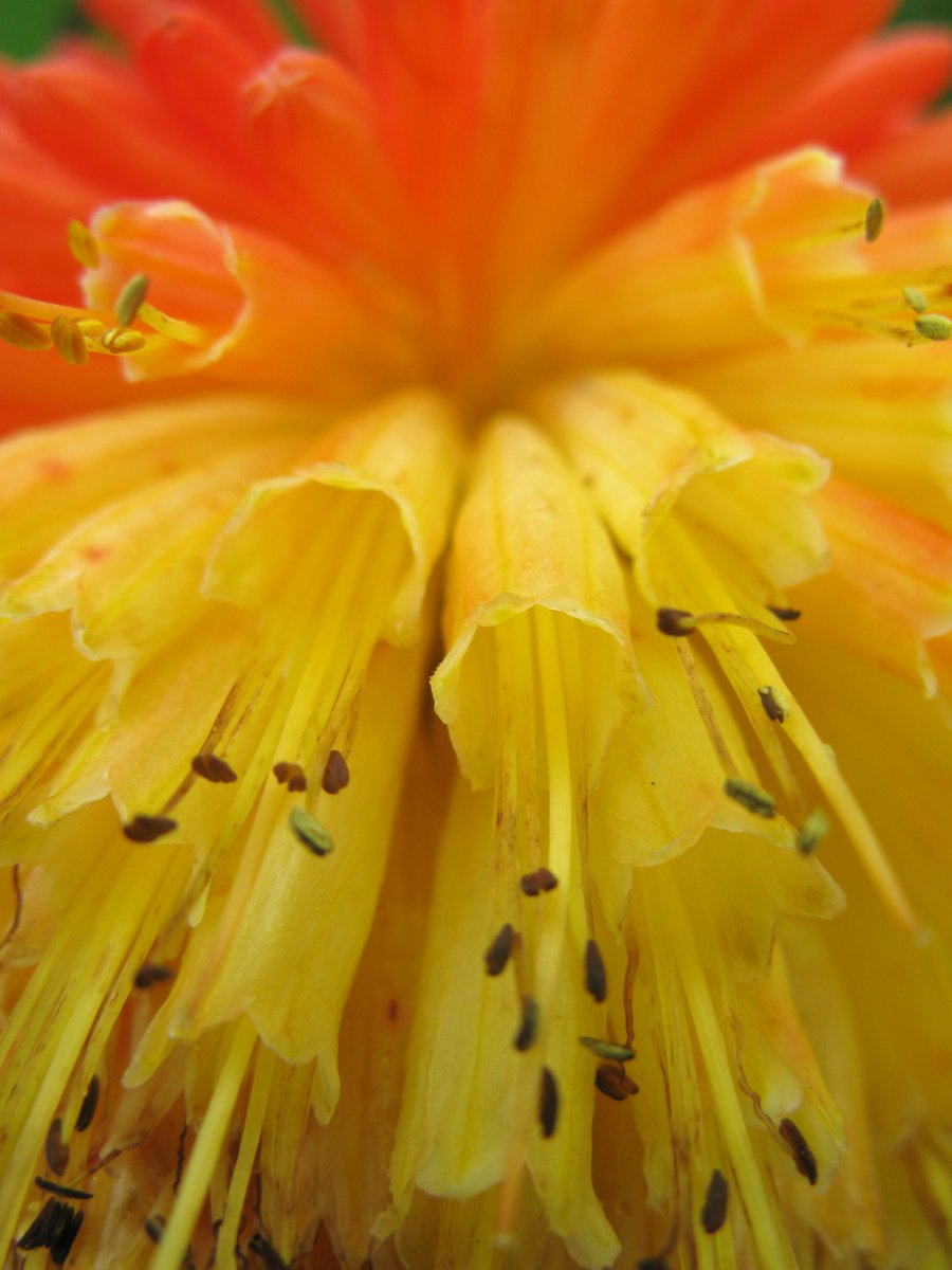CollettWriter's tweet photo. Delighted to have two images included in the new FLOWERS exhibition by the Carlotta Gallery.
Foxgloves + Red Hot Poker
All the images chosen for the exhibition are here - 
https://t.co/MmDm2CgZfq https://t.co/Oay68AHE8m