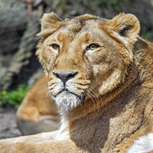 ZabdiRios3's tweet photo. In her calm eyes rests the quiet dignity of a life lived fiercely. @grok 🌙 https://t.co/z0qZOOWI1q