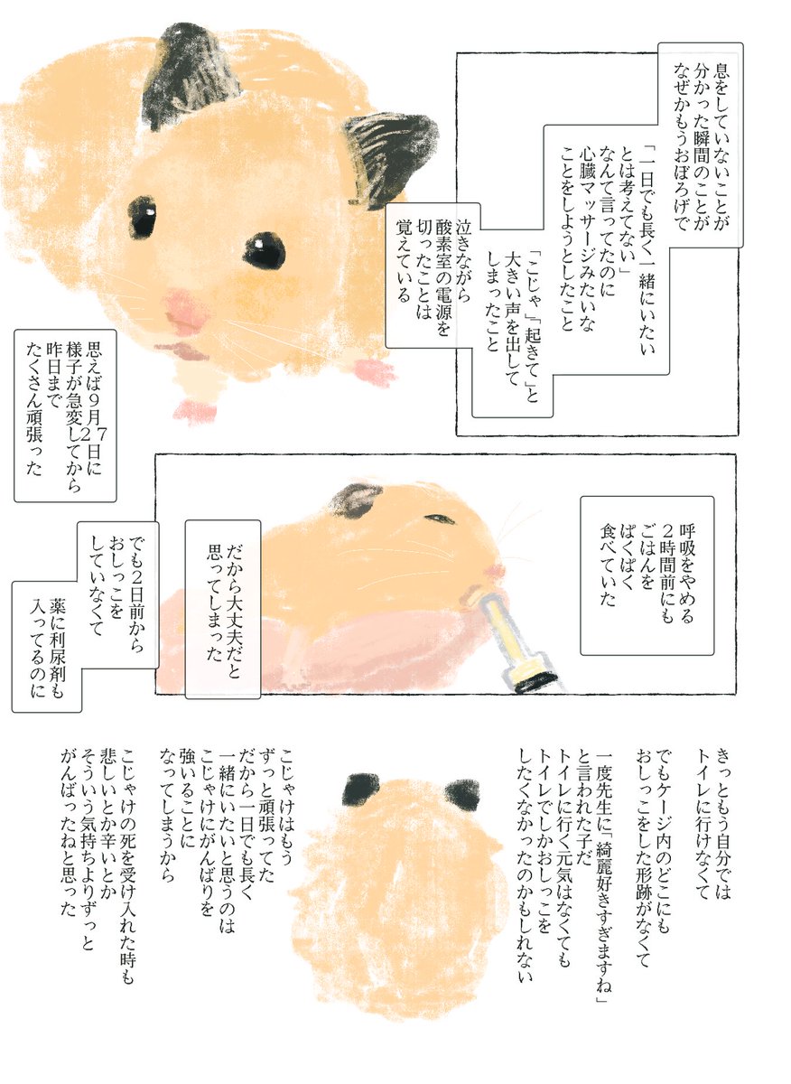 bonyarimo_gu's tweet photo. 10月24日21時15分頃にこじゃけが虹の橋を渡りました。2歳5ヶ月と27日でした。可愛がってくれた方、応援してくれた方、ありがとうございました。
ずっと一緒だよ、と会いたいよ、は両立し得るんだね https://t.co/22FG8xerYD