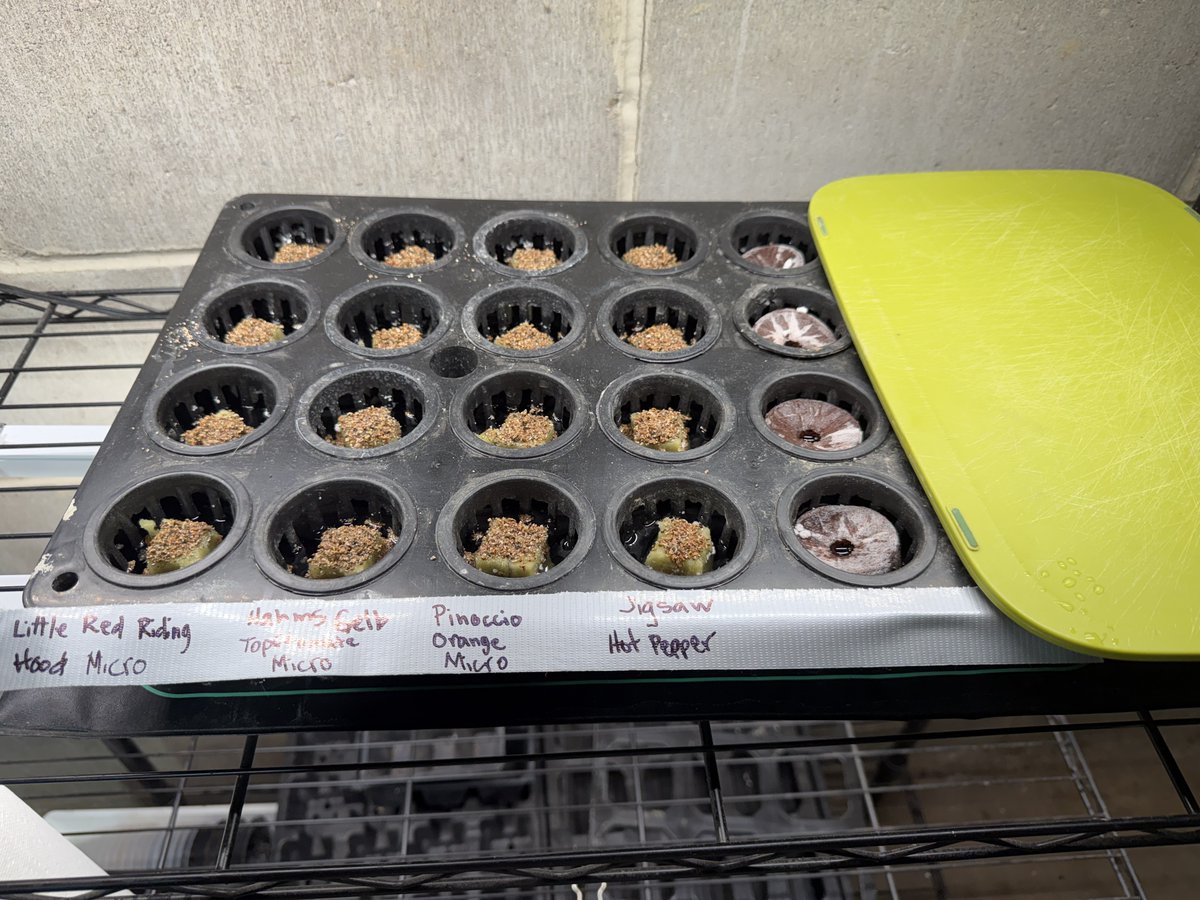 WildFlower_Tr's tweet photo. Ok, guys, Friday I seeded a tray for the hydro tower my husband set up. 3 micro dwarf tomatoes (Little Red Riding Hood, Hahms Gelbe Topftomate, Pinocchio Orange) and a surprise Jigsaw pepper. The tomato seed is about 5 years old so germination might be low. Wish me luck! 🌱 https://t.co/bP195Uov2m