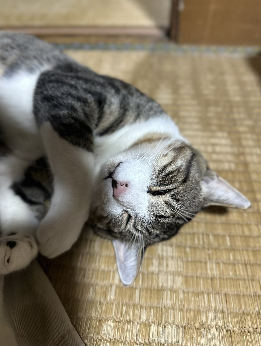 JG2HAS's tweet photo. 今日はいつもやってるような追いかけっこや取っ組み合いをあまりしてないふたり🐱😸
やはり雨の日は気分が乗らないのだろうか
その分よく寝てた
このまま夜中もおとなしくして
いてもらえると、とってもとっても嬉しいよマイガール

寝起きなのにまだ寝足りない？ https://t.co/hesyJLgkYG