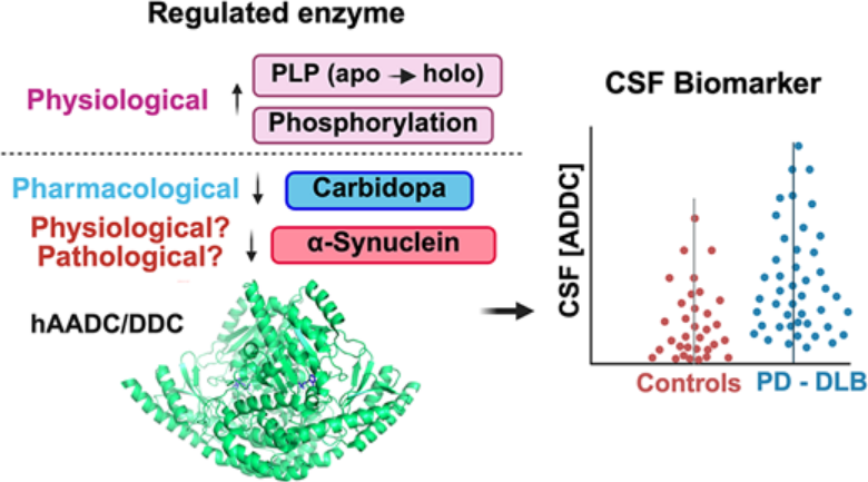ScienceofPD's tweet photo. Everything you ever wanted to know about human DOPA Decarboxylase - from monoamine metabolism, pharmacology, &amp; synucleinopathies; "AADC measured in cerebrospinal fluid has emerged as one of the most discriminating fluid biomarkers for #Parkinsons &amp; LBD"
https://t.co/KvaDZhxTaL https://t.co/cljD8b202b