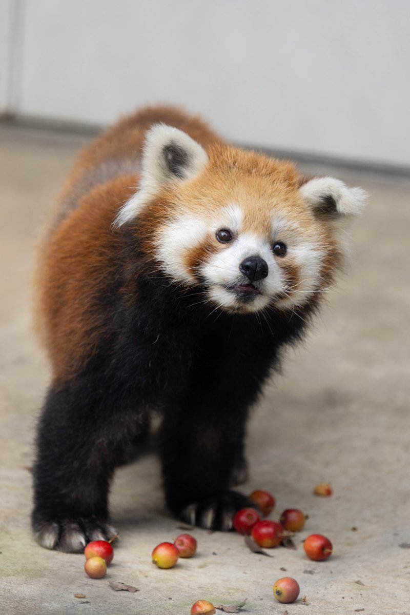 onyankopon_fc's tweet photo. 姫りんソラちゃん🍎　

#羽村市動物公園 #ソラ #レッサーパンダ https://t.co/MB0NPYx79Q