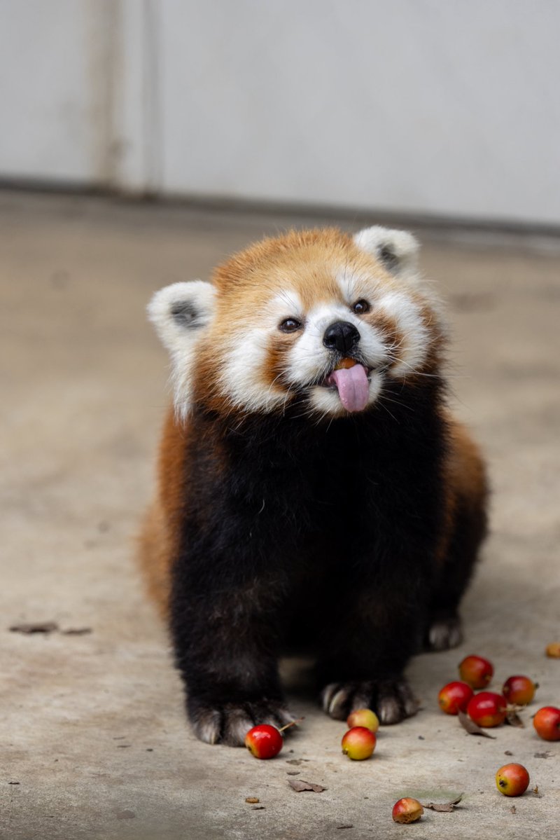 onyankopon_fc's tweet photo. 姫りんソラちゃん🍎　

#羽村市動物公園 #ソラ #レッサーパンダ https://t.co/MB0NPYx79Q
