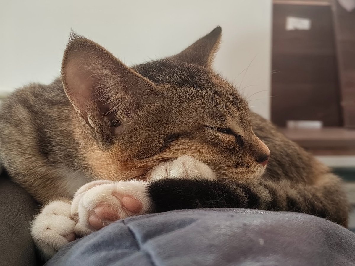 HarryBug's tweet photo. @baluloveacc 为什么要吃猫？我们最喜欢猫猫了 https://t.co/ATR57HtShO