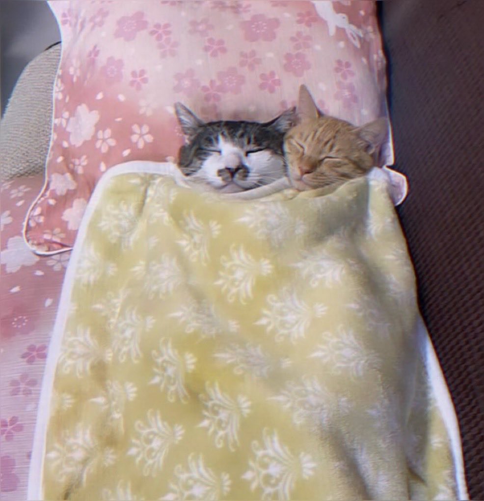 catsforcatsx tweet picture