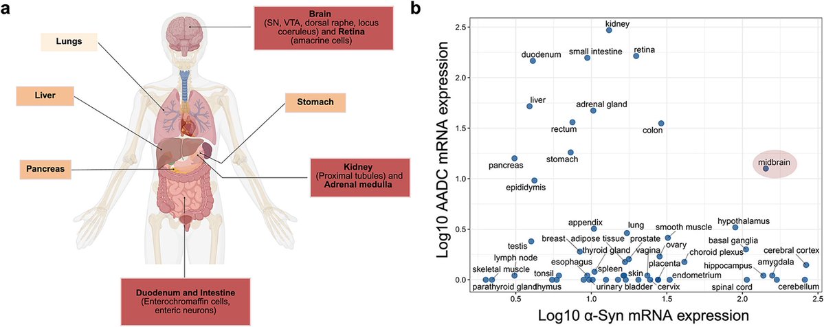 ScienceofPD's tweet photo. Everything you ever wanted to know about human DOPA Decarboxylase - from monoamine metabolism, pharmacology, &amp; synucleinopathies; "AADC measured in cerebrospinal fluid has emerged as one of the most discriminating fluid biomarkers for #Parkinsons &amp; LBD"
https://t.co/KvaDZhxTaL https://t.co/cljD8b202b