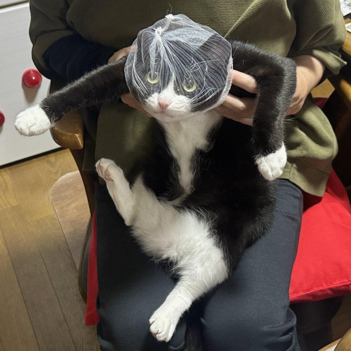 tabi_211108's tweet photo. 爪を切る https://t.co/E1YgfryrJo