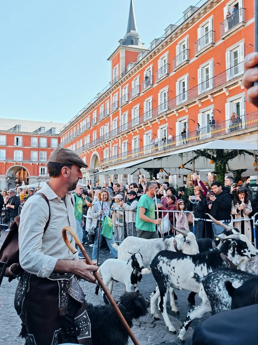 MariaMayrit's tweet photo. «Ya se van los pastores
a la Extremadura,
ya se queda "Madrid" 
triste y oscura»

Qué bonita te pones Madrid cuando vuelves a ser un pueblo ❤️ https://t.co/RSMAfZOUgy