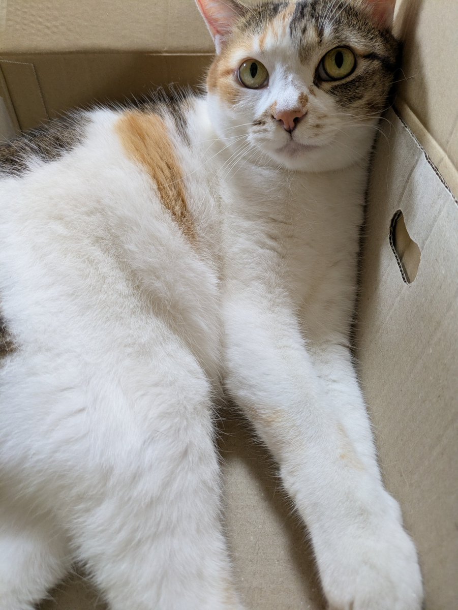 torakijineko's tweet photo. 今夜のよもちゃんちゅ〜るは、かつお＆国産あごだし味です！
今日も雨でした〜☔
#今日のよもちゃん https://t.co/dMrHTjUn3j