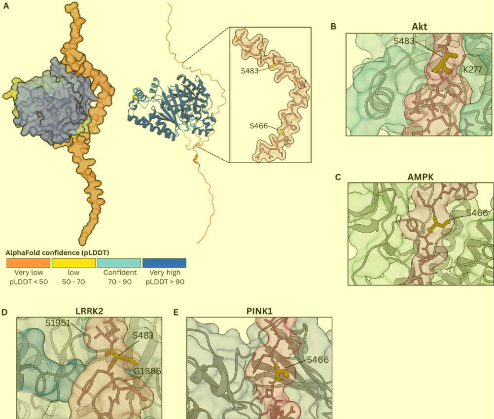 ScienceofPD's tweet photo. Single-nucleus phosphatome rewiring &amp; phosphoproteomics reveal PFKFB2 as an LRRK2-linked metabolic node in the human Substantia Nigra of #Parkinsons patients
https://t.co/tte2QXiEeH https://t.co/nyvp9YPsRY