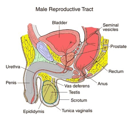 CookingHub_'s tweet photo. ENLARGED PROSTATE (BPH): THE SIGNS, THE RISKS AND HOW TO TREAT IT

You can't stop your prostate from growing with age, but you can stop it from running your life.

1. The signs to watch for https://t.co/HeRln4MNT1