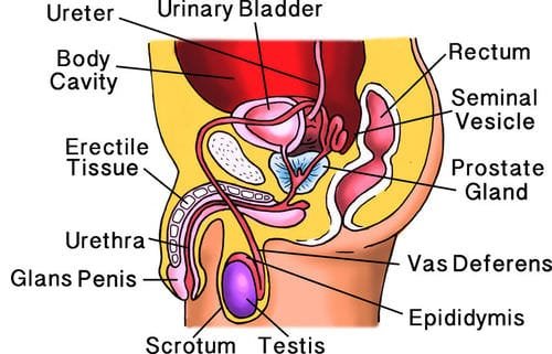 CookingHub_'s tweet photo. ENLARGED PROSTATE (BPH): THE SIGNS, THE RISKS AND HOW TO TREAT IT

You can't stop your prostate from growing with age, but you can stop it from running your life.

1. The signs to watch for https://t.co/HeRln4MNT1