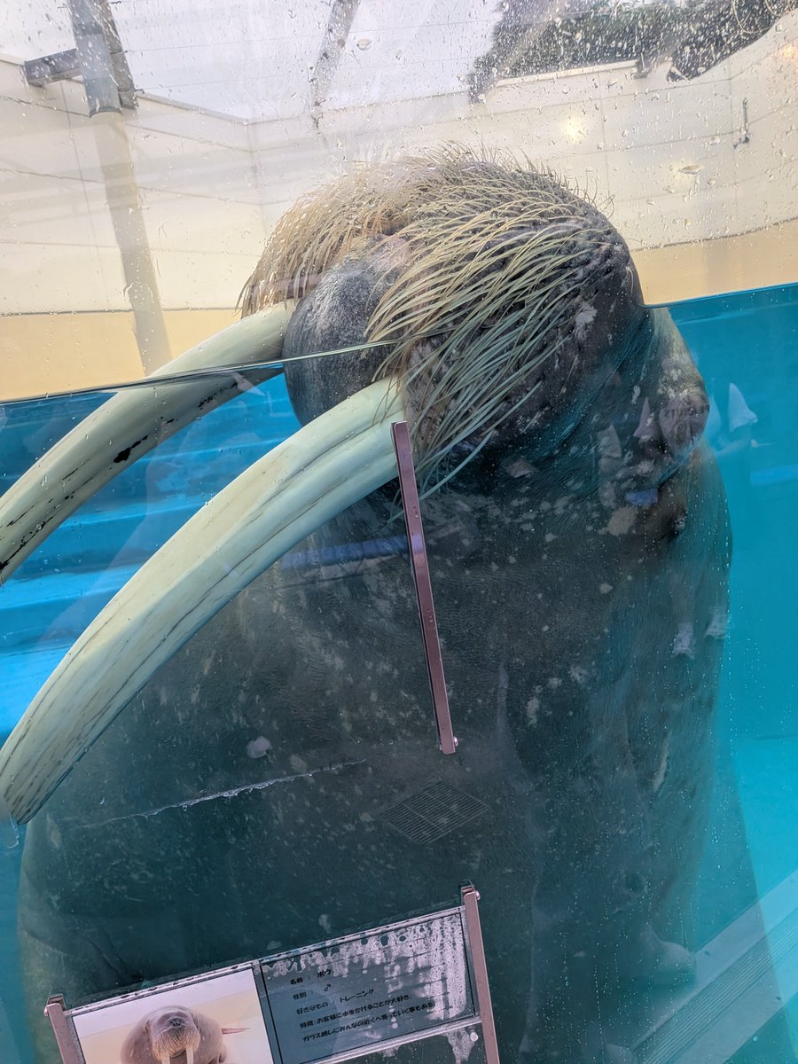 tapitapi3758's tweet photo. セイウチの牙デカすぎてチビリかけた https://t.co/eTVVlLrG3k