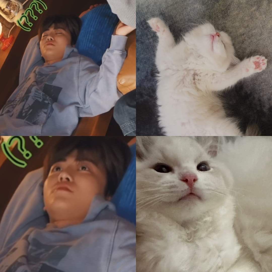 jaemoire's tweet photo. my cat<3 meow meow https://t.co/gch7wovOgI