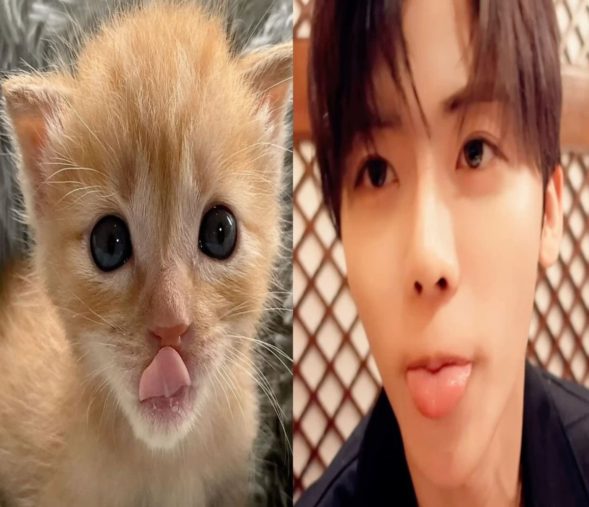jaemoire's tweet photo. my cat<3 meow meow https://t.co/gch7wovOgI