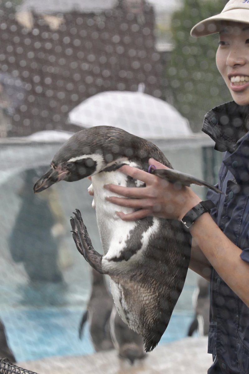 chikuwa_0412's tweet photo. 抱っこしてほしいピノ（土曜日）

#東武動物公園
#ピノ
#フンボルトペンギン https://t.co/45fqe9FwCA