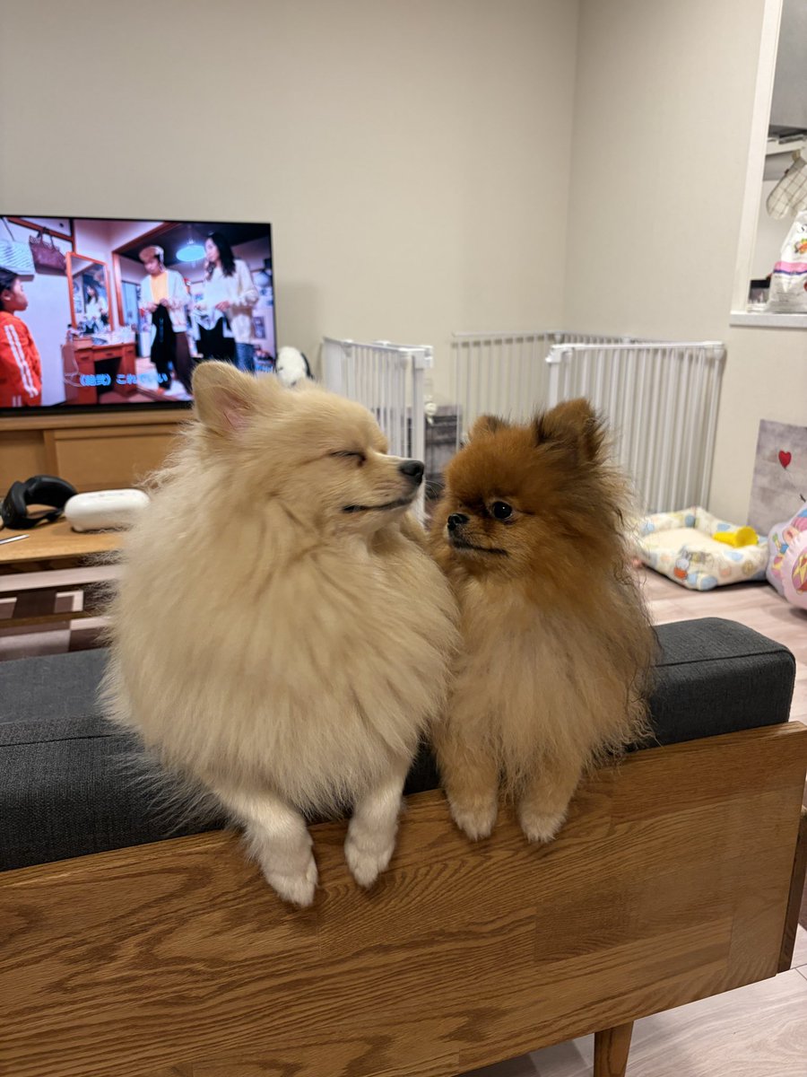 mirumo__pon's tweet photo. 今日の仲良しイッヌ🦊🐻 https://t.co/EIKPE4Kc1D
