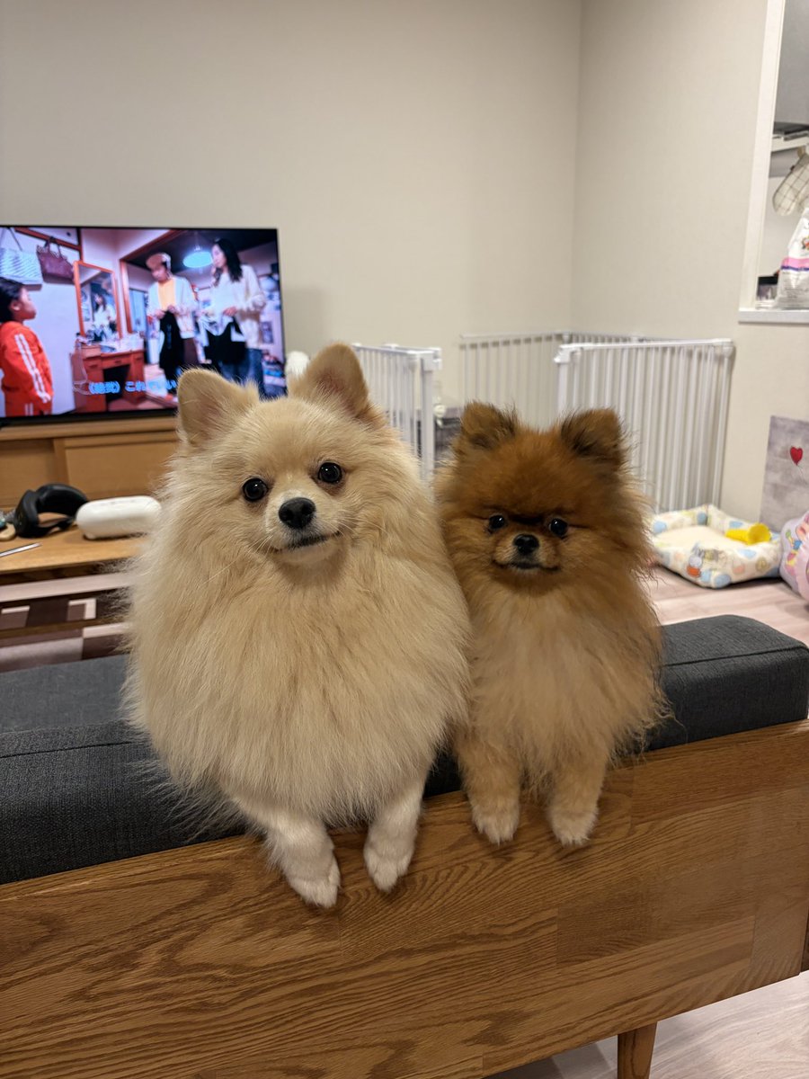 mirumo__pon's tweet photo. 今日の仲良しイッヌ🦊🐻 https://t.co/EIKPE4Kc1D