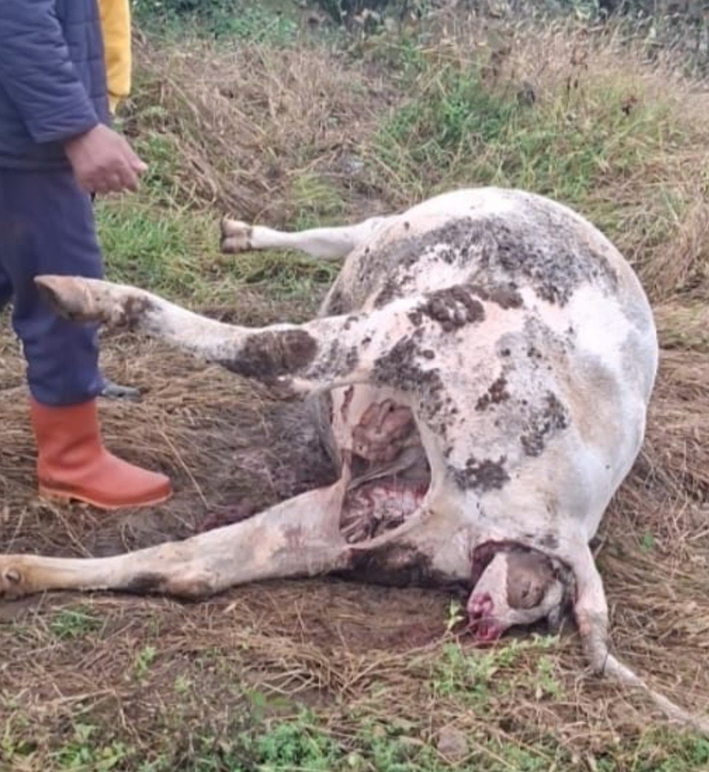 KopekTehlikesi's tweet photo. Zonguldak'ta vahşet!!

​Başıboş köpekler gebe bir ineğe saldırdı. İnek yaşadığı korku ve stresten dolayı erken doğum (düşük) yapmaya başladı. İnek bir yandan doğurmaya çalışırken, köpekler ineği parçalayıp buzağının ağzını ve burnunu kopardı...

​Vatandaşlar yetişti ancak inek ve buzağısı kurtarılamayarak telef oldu.
​Yine de bu durumda bile şükrediyoruz ki o esnada hamile bir kadına rastlamadılar; zira aynısı onun da başına gelecekti. ⬇️

​@TC_Zonguldak @TC_icisleri @TCTarim @mustafaciftcitr