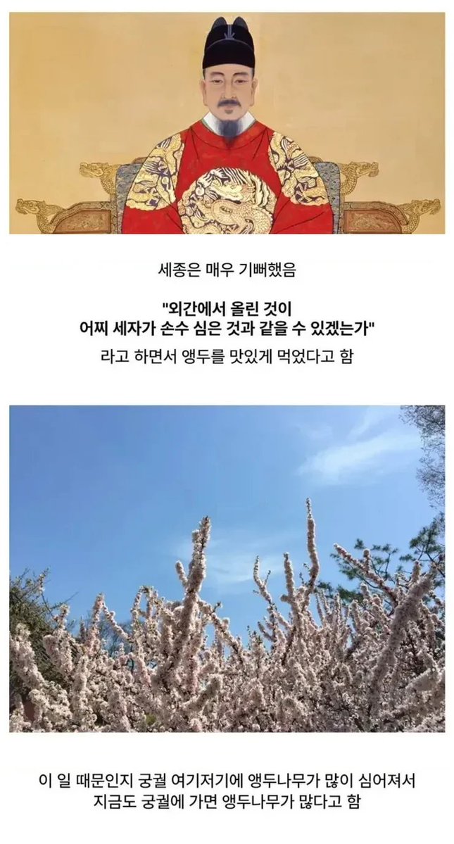 instiz's tweet photo. 경복궁에 앵두나무가 많은 이유 https://t.co/LC3nZGWMI2 https://t.co/jRXpYPoYOm