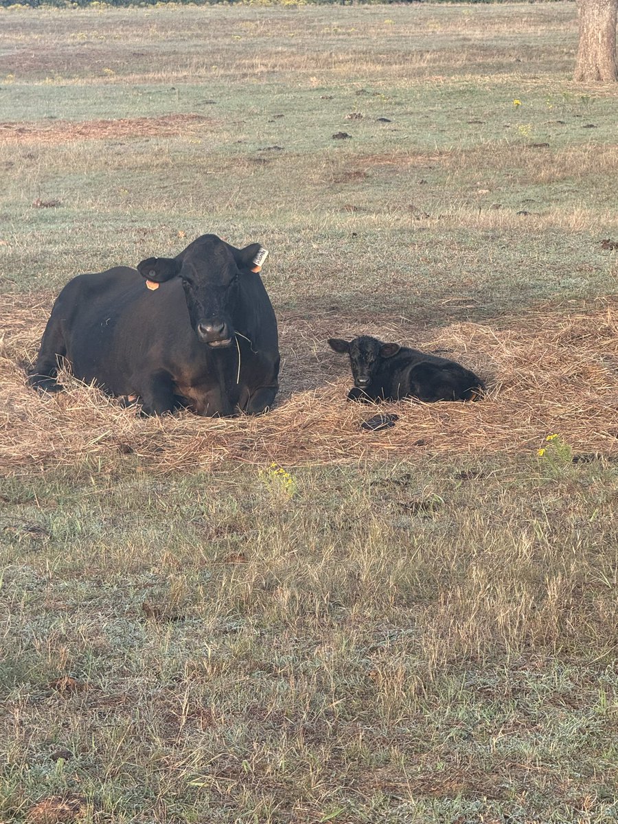 Okie_Rancher's tweet photo. One of the struggles when a cow calves is every once in a while they’ll just forget they have a calf, and leave it.   

My wife had one of those yesterday, momma walked off and never looked back.   Calf was just curled up in a pile of weeds in the sun all day.

Finally, in the evening, knowing it need to suck, she slowly herded the cow back near the calf, went over and got the calf on its feet, held it, and coaxed the momma even closer.   Finally, momma sniffed, hummed, remembered apparently, and all seemed well.   Then my wife let the calf go.

It bolted.   

I mean it ran like lightning… straight through the barbed wire fence into the next pasture… this time momma did chase and my wife ran and opened the gate so the cow 
 could go around… but the baby kept going right though the next pasture’s barbed wire fence and she lost sight in the brush and trees.

We spent the entire evening searching, walking through the trees, brush, everywhere.  When night fell, the howl of every coyote was an ominous threat, sounding closer each time.    Flashlights poured over every branch and into every gulley looking for a reflection of eyes, listening… and nothing.   

Finally, exhausted,  my wife went to bed late fretting; I worry but not the way she does; she is the ultimate shepherd and losing one hurts to her core.  This one really bothered her because, to her mind,  if she hadn’t tried to pair them, calf wouldn’t have bolted.  That’s the constant struggle between letting nature be versus nudging when nature falls short.

She spent a sleepless night and was up before dawn, ready to find the remains. The coyote howls were  still echoing in our minds from the night before.

But lo and behold, first look into the pasture and the baby was at its mommas side!

Nobody that doesn’t live this life understands the highs, lows, stresses, losses, and victories.   This morning was a victory.   Thank you God for this moment.   Wanda and her baby, safe and sound and together.