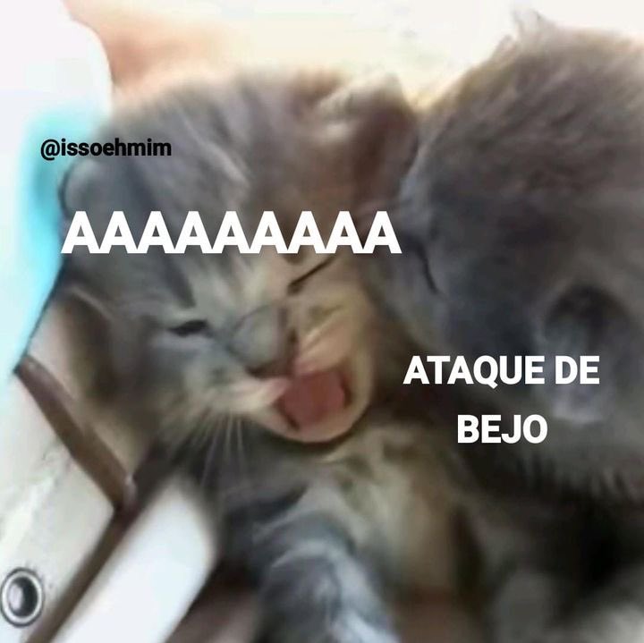 acervobichinho's tweet photo. https://t.co/498nqcY9Ov