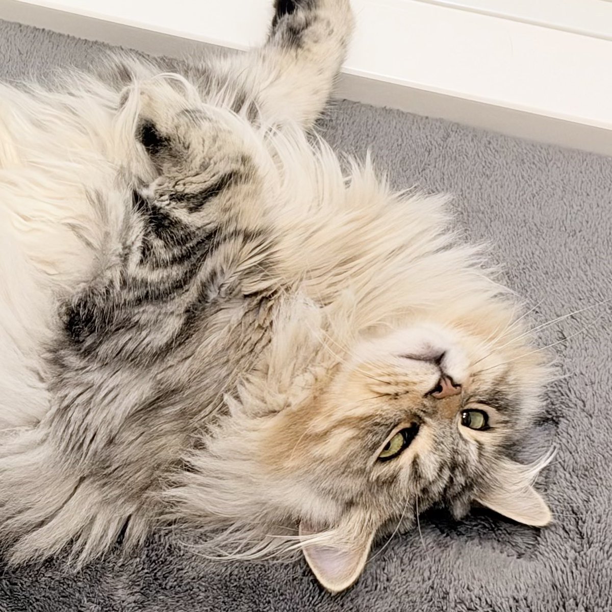 BabyAnchovieees's tweet photo. 「ねこ、撫でないんですか？👀」 https://t.co/woA6MUQWeY
