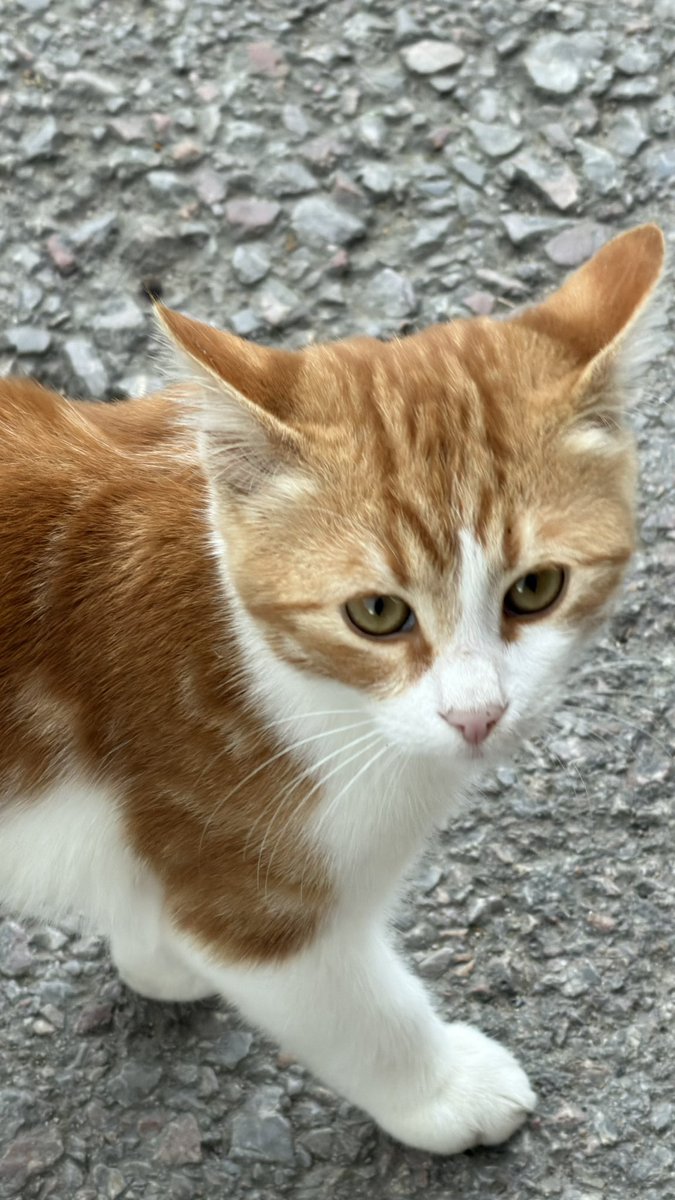 recklsse's tweet photo. hilal yelekçiye benzeyen kedi https://t.co/LzXfNgLOGh