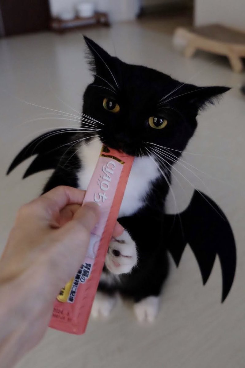 unicouniuni3's tweet photo. An offering of Churu to our little devil https://t.co/g3esvUQtVZ