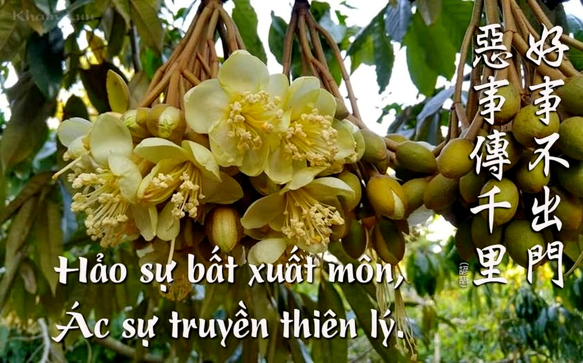 khamluu's tweet photo. "Chuyện tốt không ra khỏi cửa,
Chuyện ác truyền ngàn dậm." https://t.co/36bC1NBCzo