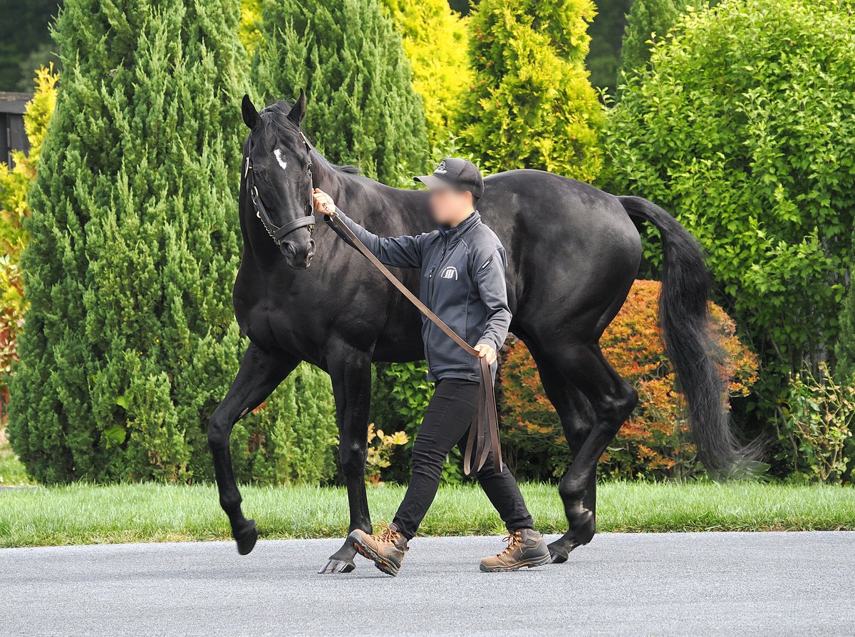 UMAmochi2020's tweet photo. 菊花賞馬の父であり、また自身も菊花賞馬で三冠馬であるコントレイル。
非常に柔らかい体で、歩いても足音があまり聞こえないという素晴らしい品やかさを見せてくれました。
今後の産駒の活躍も引き続き期待したいですね。
※一般見学不可

#コントレイル https://t.co/hacb8gJJhH