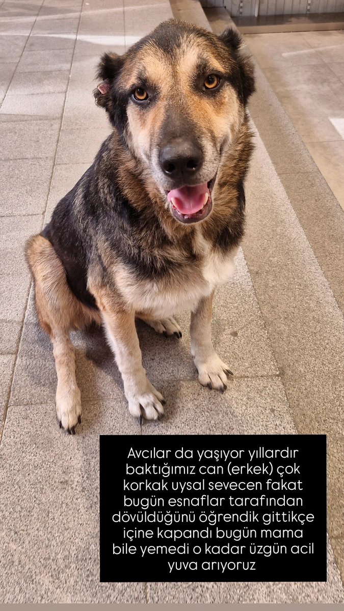 yelizzzzzz's tweet photo. Lütfen paylaşalım acil yuva aranıyor🙏 https://t.co/y4EmWxqOjG