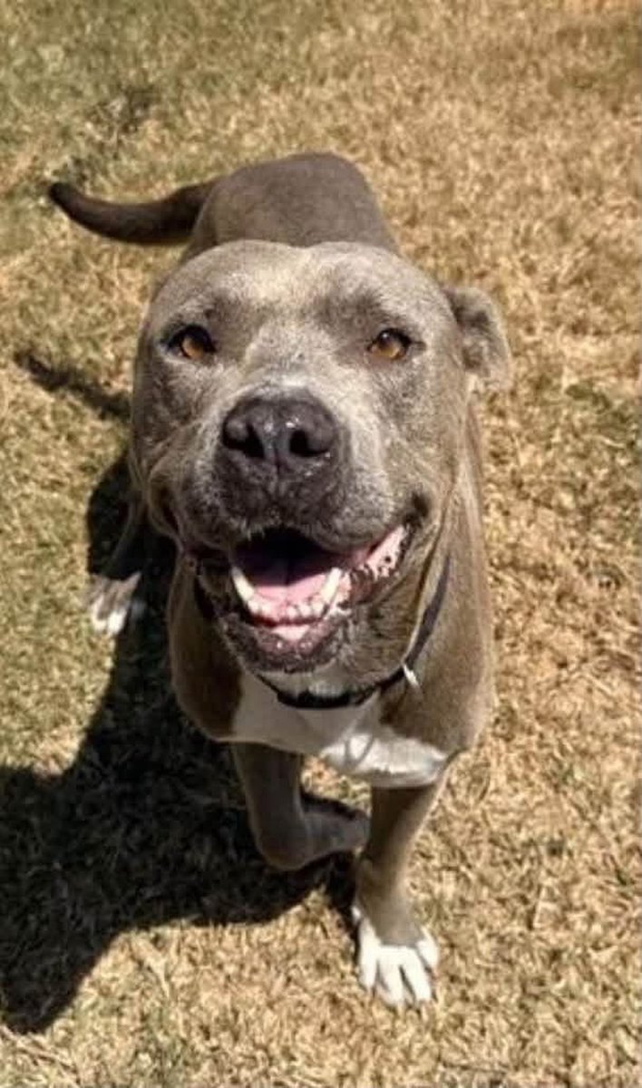 SamfromSpain's tweet photo. 5yo Staffie mix TUNGSTEN #A390176 is the sweetest boy!
The element tungsten has a high melting point
Does this Tungsten too?
Is this how he copes @ Corpus Christi AC?
Must save this 😇 or will be euthed 4 space
Needs PLEDGES
#RESCUE
#FOSTER
#ADOPT
Should be living his best life! https://t.co/KMRN16cQMD