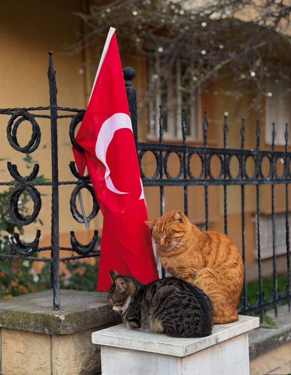 sutludoner's tweet photo. Türk bayrağı ve kediler mi https://t.co/MZe1IpVlzU