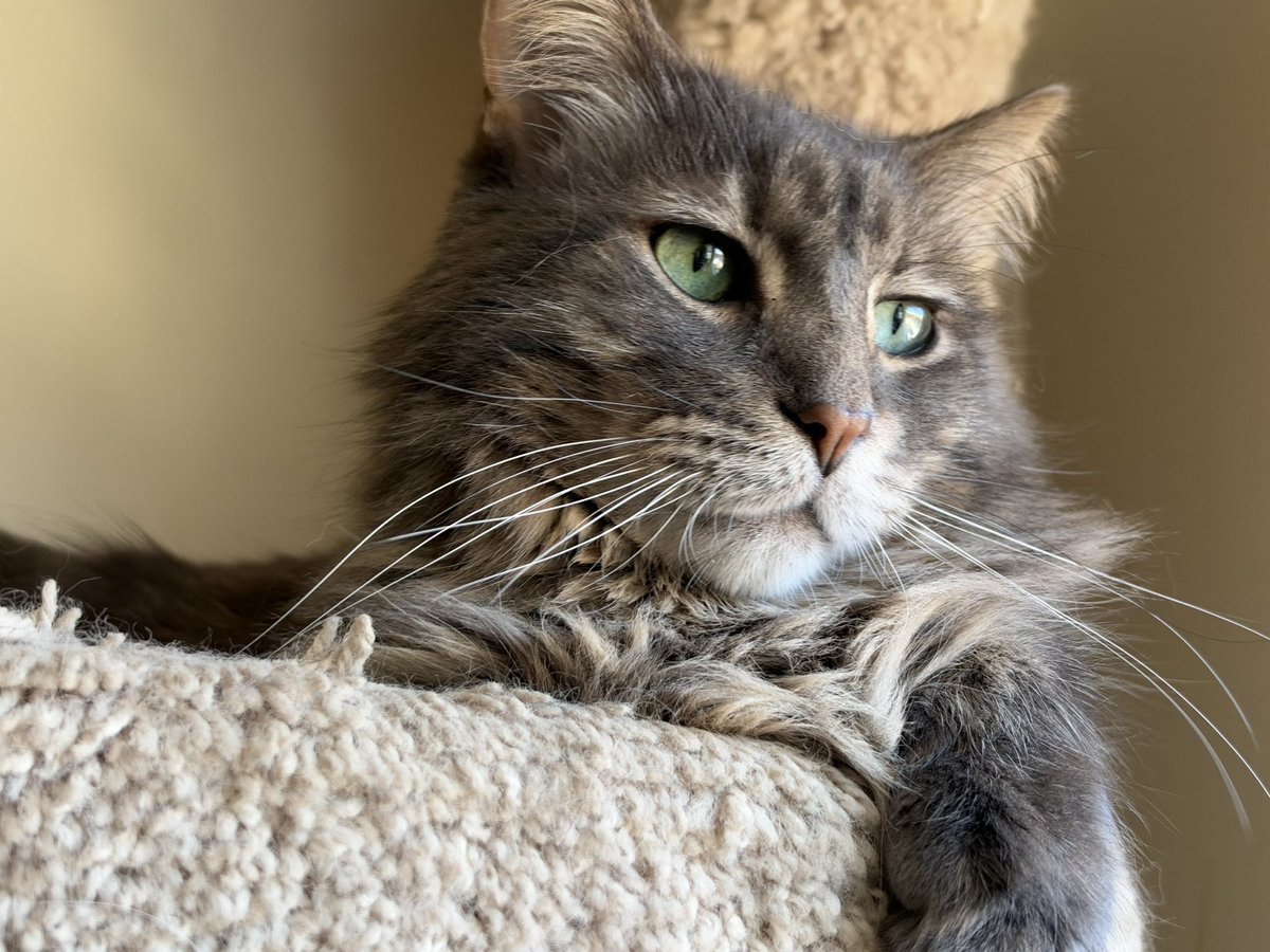 BitchestheCat's tweet photo. Mr whiskers https://t.co/NclDrOhTnn