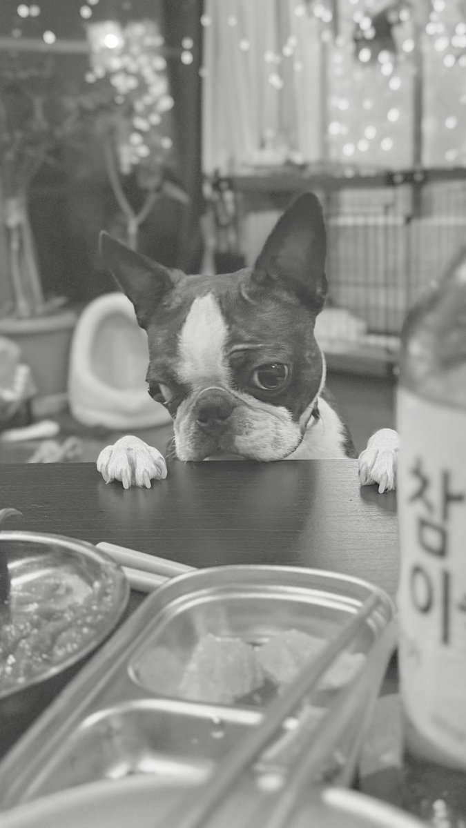 dyki's tweet photo. きむちにゃきもちぉゃく男😒
#bostonterrier #instadog #ボストンテリア #ボステリ #bostonterrierlovers https://t.co/ckChYhUu4T