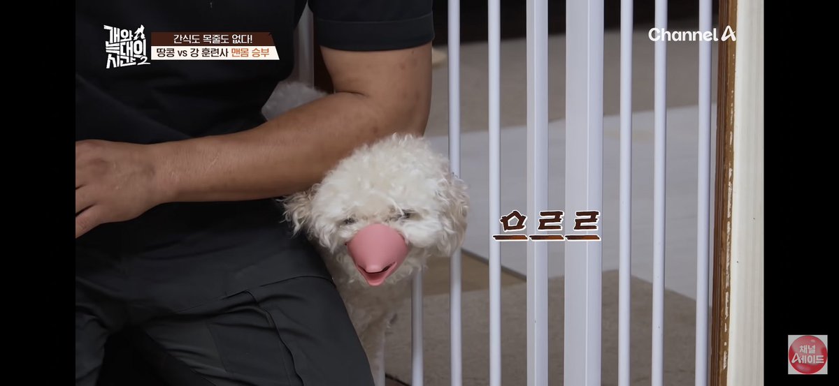 ouzzultV_ppp's tweet photo. 아니 풀영상 봤는데 가족들 너무 귀엽고
입마개가 진짜 
디자인이 개개웃김 https://t.co/mBkqV0PQaV