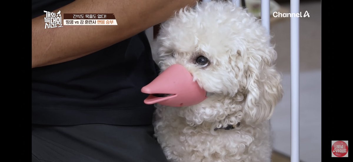 ouzzultV_ppp's tweet photo. 아니 풀영상 봤는데 가족들 너무 귀엽고
입마개가 진짜 
디자인이 개개웃김 https://t.co/mBkqV0PQaV