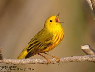 ref_tm's tweet photo. #AvianAlmanacs

The Warbles Of Wimbledon Common https://t.co/TdizNP4rAA