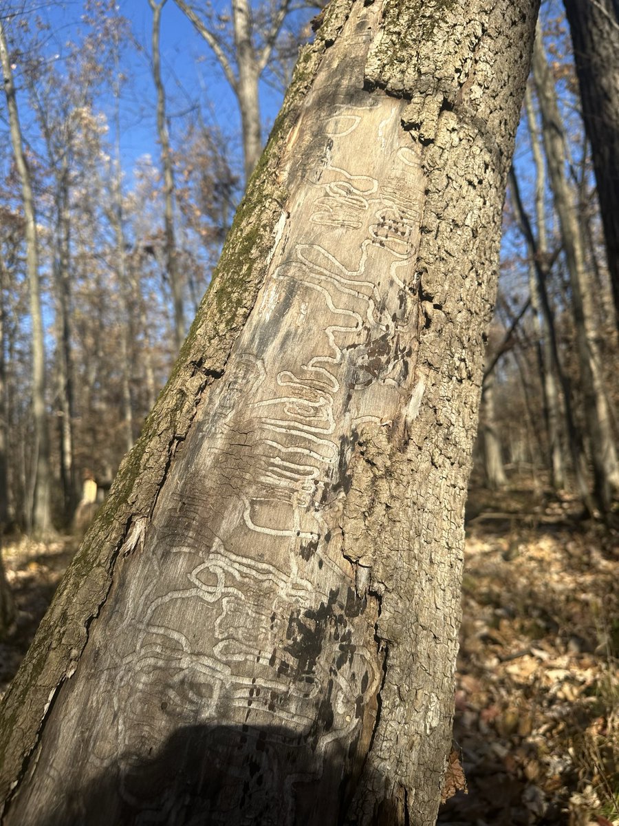 jusdcanneberge's tweet photo. Hello I’m a bug from the forest and this is my art https://t.co/4JvSNsOdzP